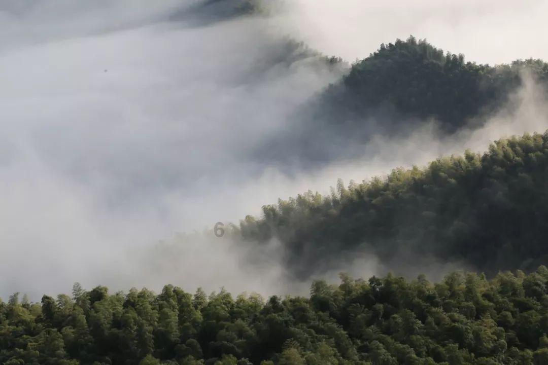 拯救机灵鸟